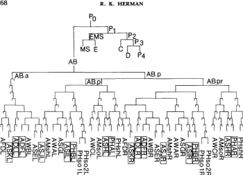 FIGURE 1 .-Lineages of cells comprising amphids and phasmids (SULSTON and tree conventions and cell nomenclature follow generates a larger somatic precursor cell (AB in the first cleavage) and a smaller P cell (DEPPE diagram (PHshR) has the lineage designa