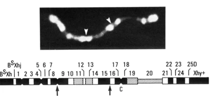 FIGURE t c  chromosome. chromosome as determined by niques coupled with genetic analysis