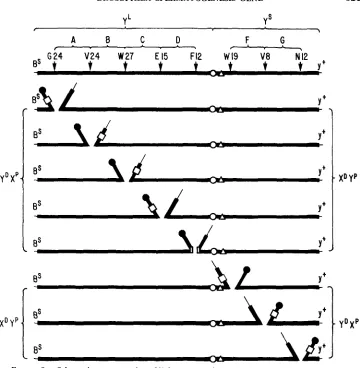 FIGURE 8.-Schematic representation euchromatin. Open circles, Y; represent the squares, of Y chromosome breakpoints of T(Xh, Y)'s