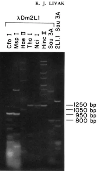 FIGURE 2.-Restriction arbitrarily at a the 800-bp from map of one 1250-bp tandem repeat unit of XDm2LI