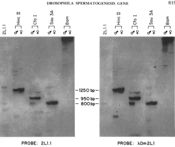 FIGURE 6.--D. The filter was then hybridized with XDm2Ll probe. The resulting autoradiogram is shown on the each lane, 2 2Ll