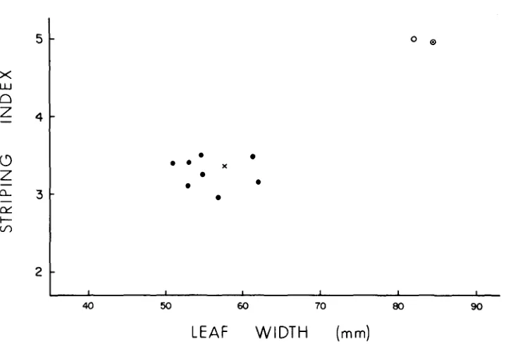 FIGURE 3.-Modification alleles was tested in combination with the of chlorophyll striping by r-r:nl9 (X), r-g:deZ28 (0) and by eight of R-sc derivatives (0) obtained from heterozygous combination of the two alleles