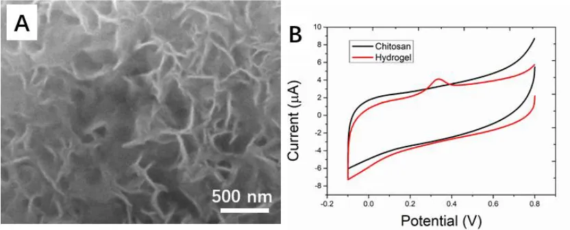 Figure 1. (A) SEM image of the silver ion cross-linked hydrogel. (B) Cyclic voltammetry profile of the chitosan and silver ion cross-linked hydrogel