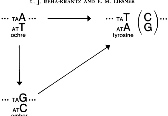 FIGURE 1.-Mutational amber mutant via an A:T or pathways at the rII P7 site. The P7 ochre mutant can revert from the base pair via an A:T + T:A or C:G transversion to wild type (codon for tyrosine) or to the A:T + G:C transition