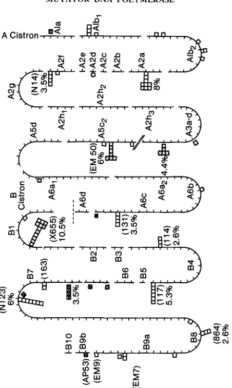 FIGURE 3.--TsMl9-induced indicate amber mutants and horizontal lines indicate temperature-sensitive mutants