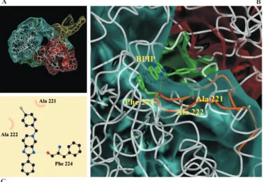 FIG. 5. Modeling of BPIP near the position of F224 in the RNA-dependent RNA polymerase