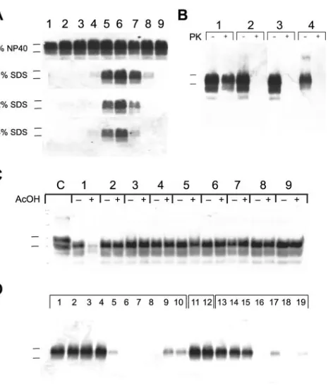 FIG. 1. Western blots of prion-infected brain homogenates treatedwith different detergents and at different pH values