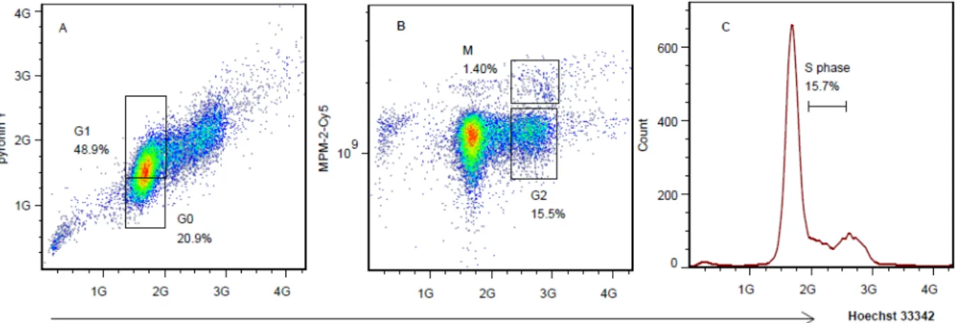 Figure 3. Distribution of cell cycles in SMMC-7721 cells and the bivariate distribution of  DNA content (Hoechst 33342), RNA content (pyronin Y), and mitotic phosphoproteins  (MPM-2-Cy5 fluoresence) in SMMC-7721 cells