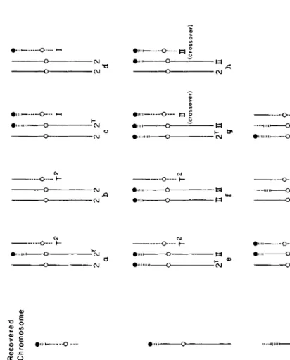 FIGURE 1 of three secondary exchanges (involving maize and Tripsacum chromo- the probable course 2 somes) and the products recovered