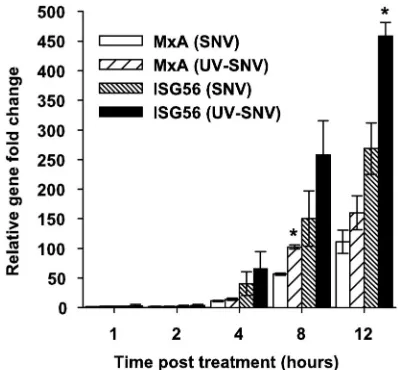 FIG. 3. p56 protein expression is up-regulated at 24 h p.i. by live andUV-killed SNV. HUVEC were treated for 1 hour with either conditioned