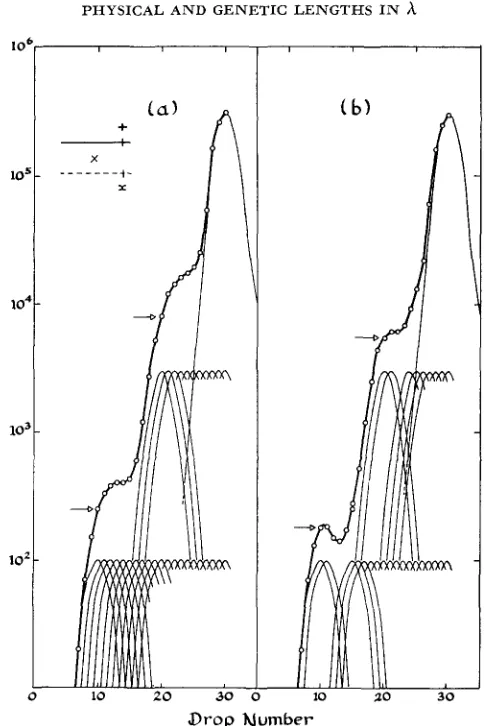 FIGURE 1.-Illustration for Table details see text. The arrows indicate the points chosen for measuring the position of shoulders near which was originally present in the light parent of a cross between light and heavy phages