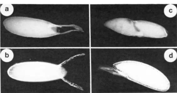 FIGURE 4.- dorsal appendages (not shown). d, that the nurse cells have not degenerated; their removal reveals fully formed although misshapen Wild-type Mature (stage 1 ypical examples of morphological egg abnormalities in female-sterile mutants