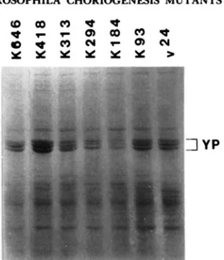 FIGURE B.--Analysis K418 of and show clear deficiency in in the absence SDS of oocyte proteins in female-sterile mutations