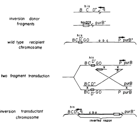 FIGURE 4.-The on a strain carrying inversion chromosome order) to HisD+. The transduction requires the simultaneous introduction recipient chromosome binant has inverted the region between pair at the transduced fragments carrying the two inversion join po