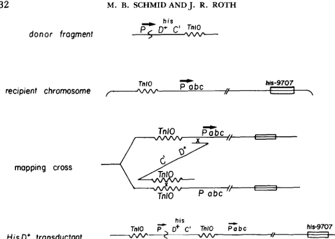 FIGURE no HisD+ transductants so HisD+ transductants will insertion in either recipient foreign promoter sequences and the donor and recipient TnlO insertions must occur