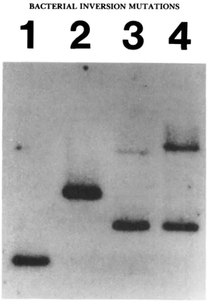FIGURE B.--Chromosomal on and part of the extensively with the cloned (4) TT4774 (LW282, w+2:Tn10) was digested with restriction enzyme the probe