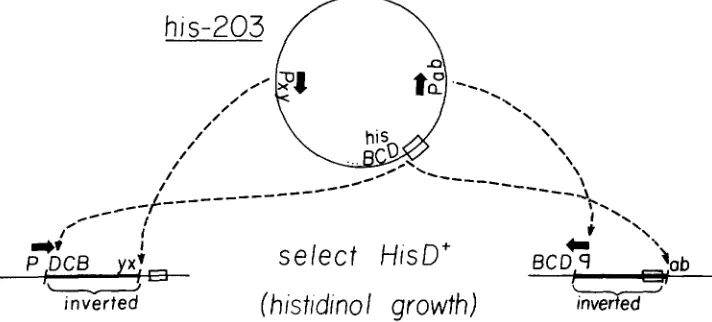 FIGURE 1.-A selected. Among the mutation types that arise should be inversions that new the first part strain carrying the his-203 deletion lacks the his promoter, control region and of the hisG gene and, thus, cannot express the hisD gene