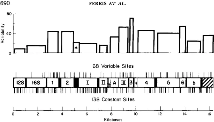 FIGURE 1.-Locations and converted to percent. The histogram section with the asterisk indicates the variability are indicated as follows: ribosomal genes (12s and APPENDIX, diagram shows the degree of variability in each gene: the variable sites divided by