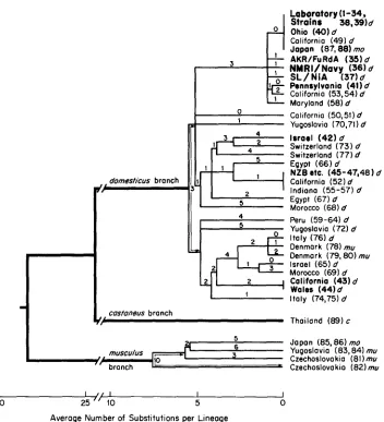 FIGURE 2.-Evolutionary tree of mitochondrial similarly, considering 25 variable sites (of which seven were phylogenetically informative) and using the to contamination-cJ: other inbred strains)
