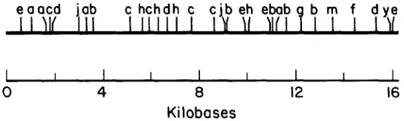 FIGURE 4.-Cleavage maps for mitochondrial DNA aboriginal mouse, enzymes recognizing six-base sequences and designated on the maps with The precise locations of the MATERIALS this mtDNA (BIBB start at the same point as does the 16295-bp method first base 31