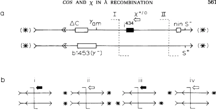 FIGURE 11.-Unpaired X('c112002. (i), carrying Chi. (ii), the antiparallel the interval Order, hut not size is either active of xC', and antiparallel deletion of recombinants imm434) were detected on cos experiments