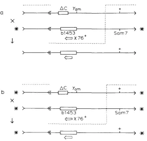 FIGURE 12.-A Chi and an antiparallel unpaired cos (interval shows Chi- phenotype because it lacks an antiparallel cos, this phenotype); b, phage carries a leftward Chi, in the primary were selected backcross to show that the recombinant phage produced by t