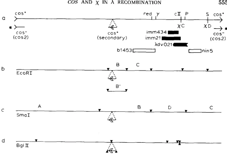 FIGURE 5.--SmaI show the cleavage by (cos2). because the primary, natural, cos is inactive and not cleaved in packaging