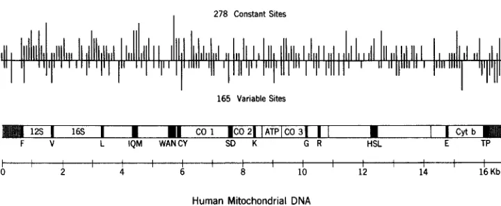 FIGURE 1.-Locations circular genome sequenced by ANDERSON 