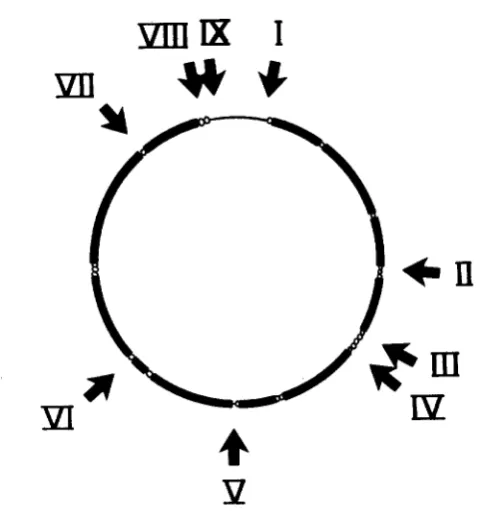 FIGURE 9 polymorphic regions, labeled large noncoding region from specifying proteins Figure 2.-Nine regions of length polymorphism in human mtDNA