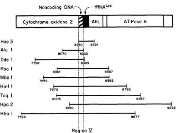FIGURE 4.-Mapping of length mutations in region spanning from 7598 to 9292 bp, contains part of the cytochrome oxidase 2 gene, a noncoding region of 7 bp have been found