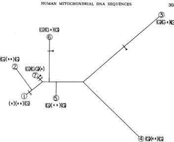 FIGURE \ short intersecting lines denote hypothesized deletions branch points of the tree are all hypothesized locations sequences together with the parsimonious phylogeny derived from base substitution data