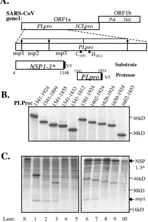FIG. 1. Deﬁning a core SARS-CoVPLpro domain using a transprecipitated with antibody anti-R1, which precipitates the uncleavedprecursor NSP1-3* and cleavage product nsp1