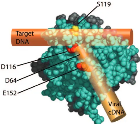 FIG. 6. Model for interaction between the IN catalytic core do-main, viral LTR, and target DNA