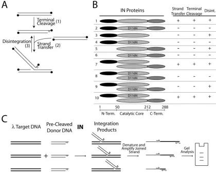 Table S1 in the supplemental material. To generate HIV-1 NL43 IN with the