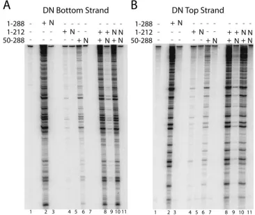 FIG. 2. Complementation in vitro among IN mutants analyzed using a PCR-based method. (A) Assays of integration into the top strand of aphage lambda DNA target