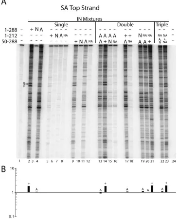 FIG. 3. Complementation assays in vitro containing S119A indicate that the 50–288 partner is responsible for both target sequence recognitionand catalysis