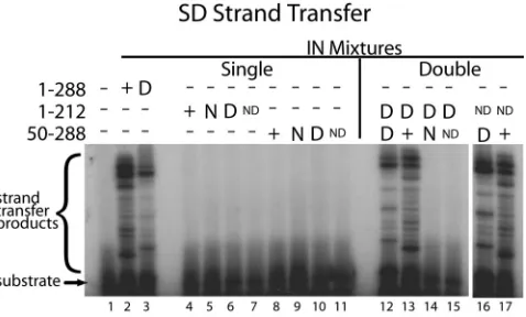 FIG. 5. Complementation assay using oligonucleotide-based sub-strates in the presence of S119D
