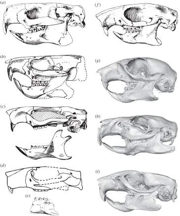 Figure 2. Skulls of Paleogene rodents (from [17], courtesy of Springer Nature; (Museum of Natural History; (reconstructions from composite specimens, of ischyromyid rodents are known for several Paleogene taxa such as (carolinensisa–f) for comparison with 