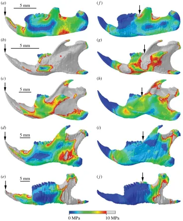 Figure 5. Hemimandibular stress distributions during incisor biting (the biting tooth
