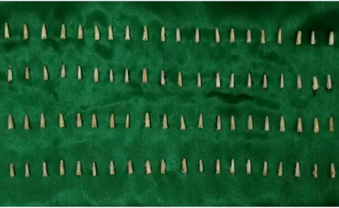 Fig 1.C: Teeth samples standardized to 16 mm 