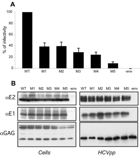 FIG. 2. Natural variants of HVR1 modulate HCVpp infectivity.(A) Plasmids encoding different mutants of HVR1 in the context of a