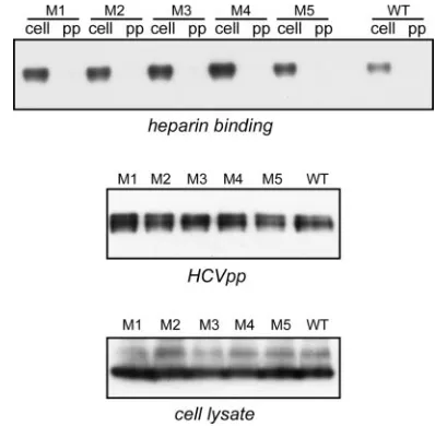 FIG. 4. Interaction between E2 and heparin. Heparin-Sepharosebeads were incubated with lysates of cells expressing HCV envelope