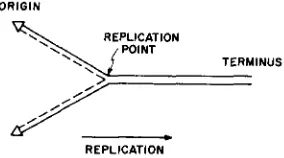 FIGURE 1.-A and the broken line the newly synthesized strand, This model does not differ, a circular chromosome model in which replication starts from replication model of the chromosome