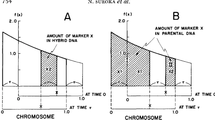 FIGURE 6.-Diagram to the shaded area have replicated marker parental chromosome in hybrid isotopic transfer experiments
