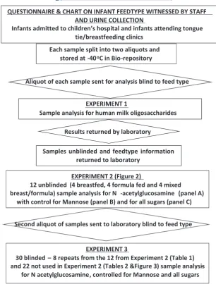 FIGURE 1Diagram showing the collectionand analysis of the infant urine samples