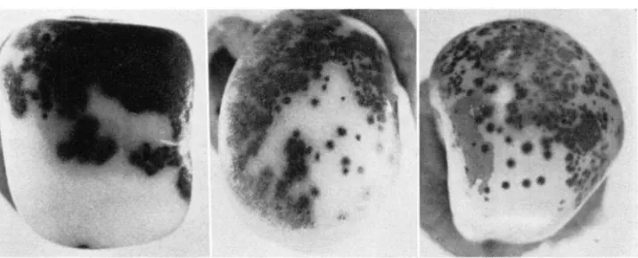 FIGURE to an, with a a8, constitution of the seed at left is an' resulting from mutation resulting from mutation of to a"