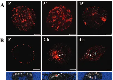 FIG. 1. Expression of EGFP in AcCMVEGFP-transduced HepG2cells. (A) Confocal microscopy images of cells expressing EGFP at 6,