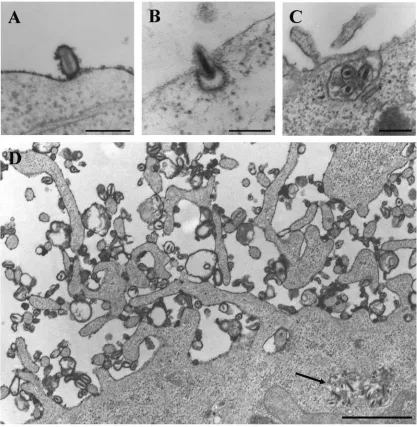 FIG. 3. Baculovirus entry in HepG2 cells analyzed by electron microscopy. (A) Baculovirus bound to the cell surface at 30 min p.t.; plasmamembrane densely stained with ruthenium red