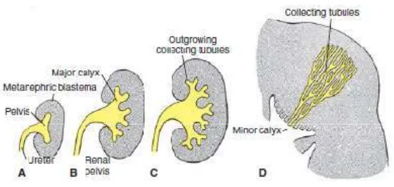 Fig 2: Development of the renal pelvis, calyces, and collecting tubules of 