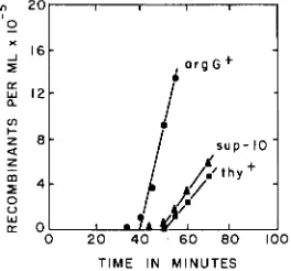 FIGURE 3.-Kinetics an interrupted-mating experiment. Donor of recombinant formation for the a&+, sup-10 and thy+ markers in AB2551 ; recipient AB2527